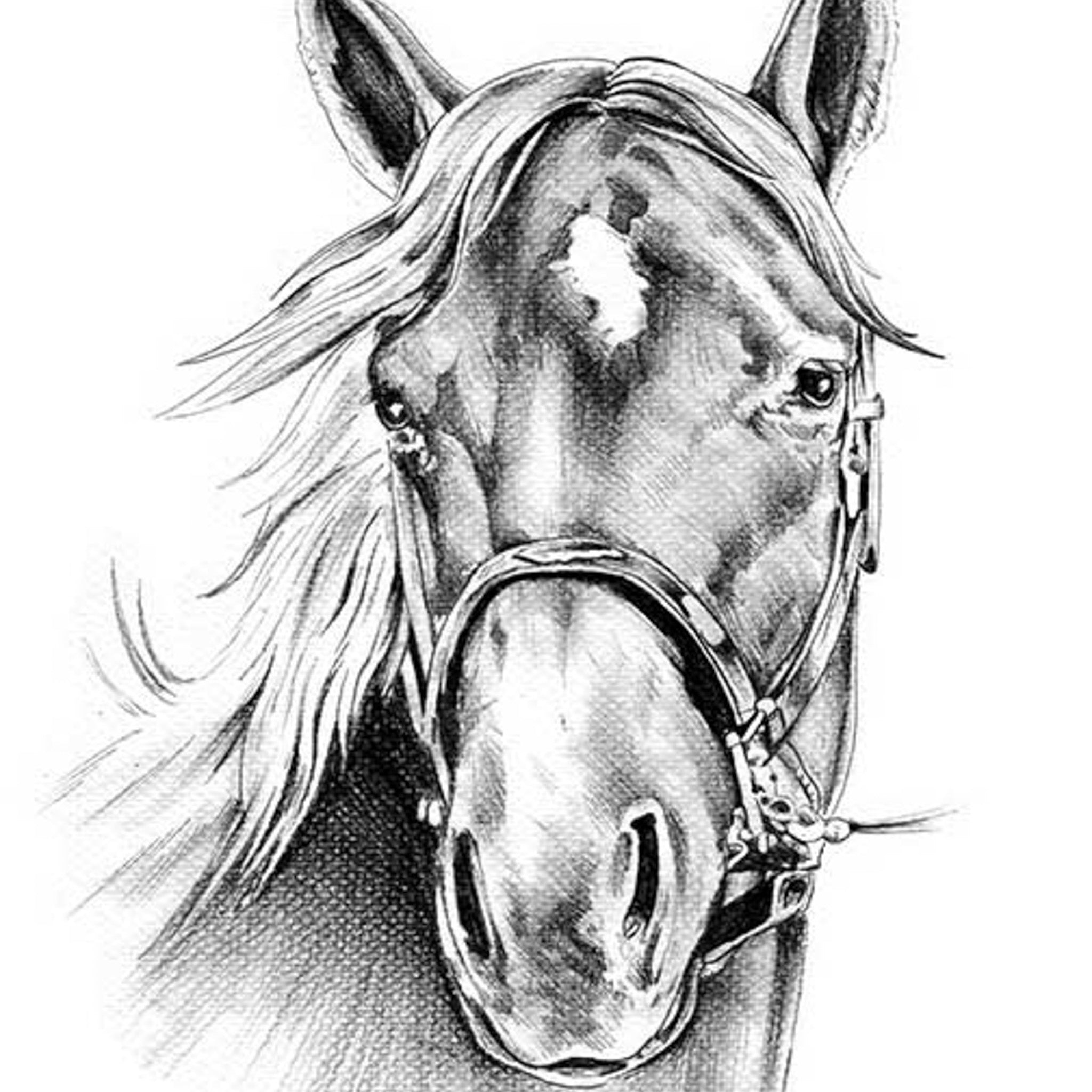Horse Sketch - A1 Rice Decoupage Paper - Paper Designs Italy | Maika  Daughters, image size:2048x2048