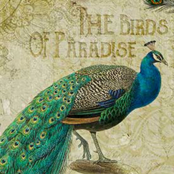 Vintage-style illustration of a peacock with 'The Birds of Paradise' text on a textured background.