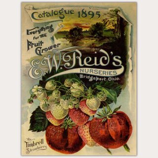 A4 rice paper design that features unripened and ripe strawberries on the cover of a vintage plant nursery catalog. White borders are on the sides.