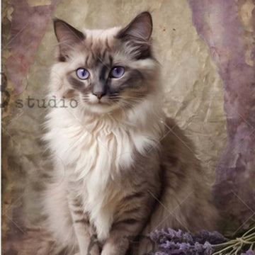 Cat with blue eyes sitting on a textured surface.