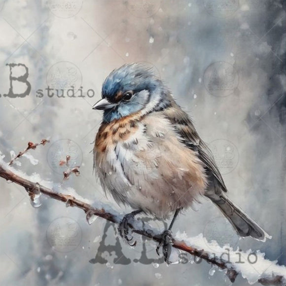 Bird perched on a branch with a snowy background, featuring 'B studio' branding.