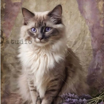 Cat with blue eyes sitting on a textured surface.