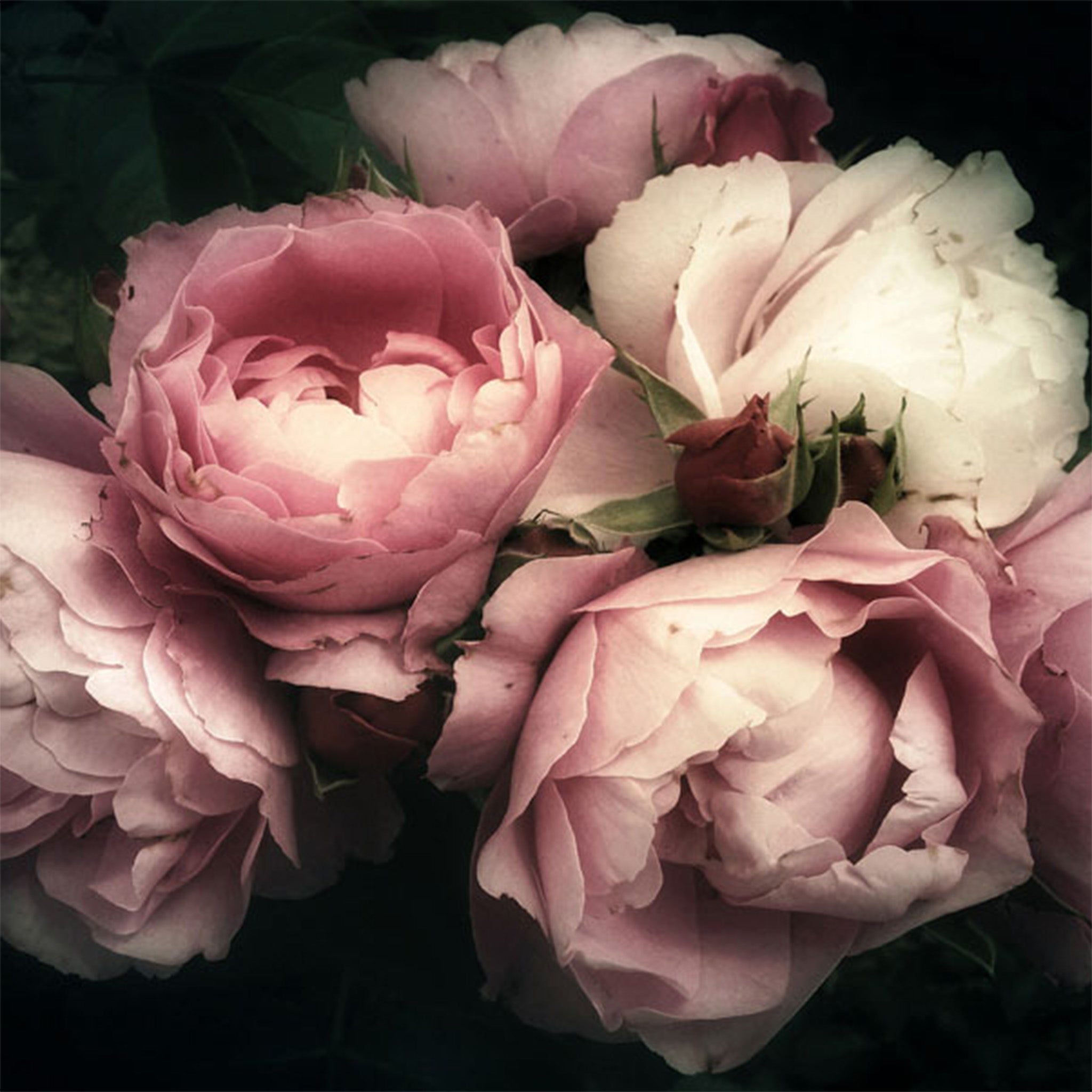 Close-up of a decoupage paper that featuring a beautiful bouquet of large soft pink roses set against a dark and moody background.