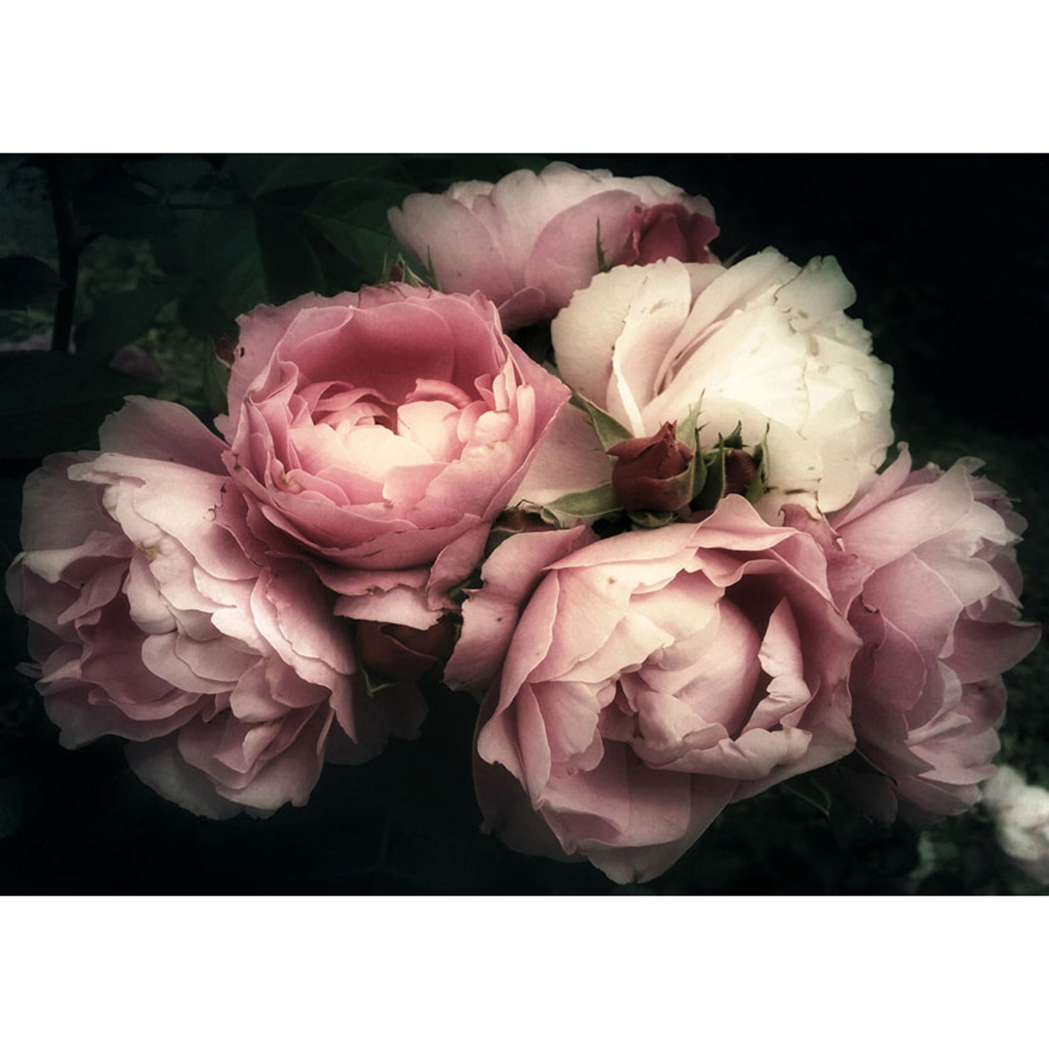 Decoupage paper that featuring a beautiful bouquet of large soft pink roses set against a dark and moody background. White borders are on the top an bottom.