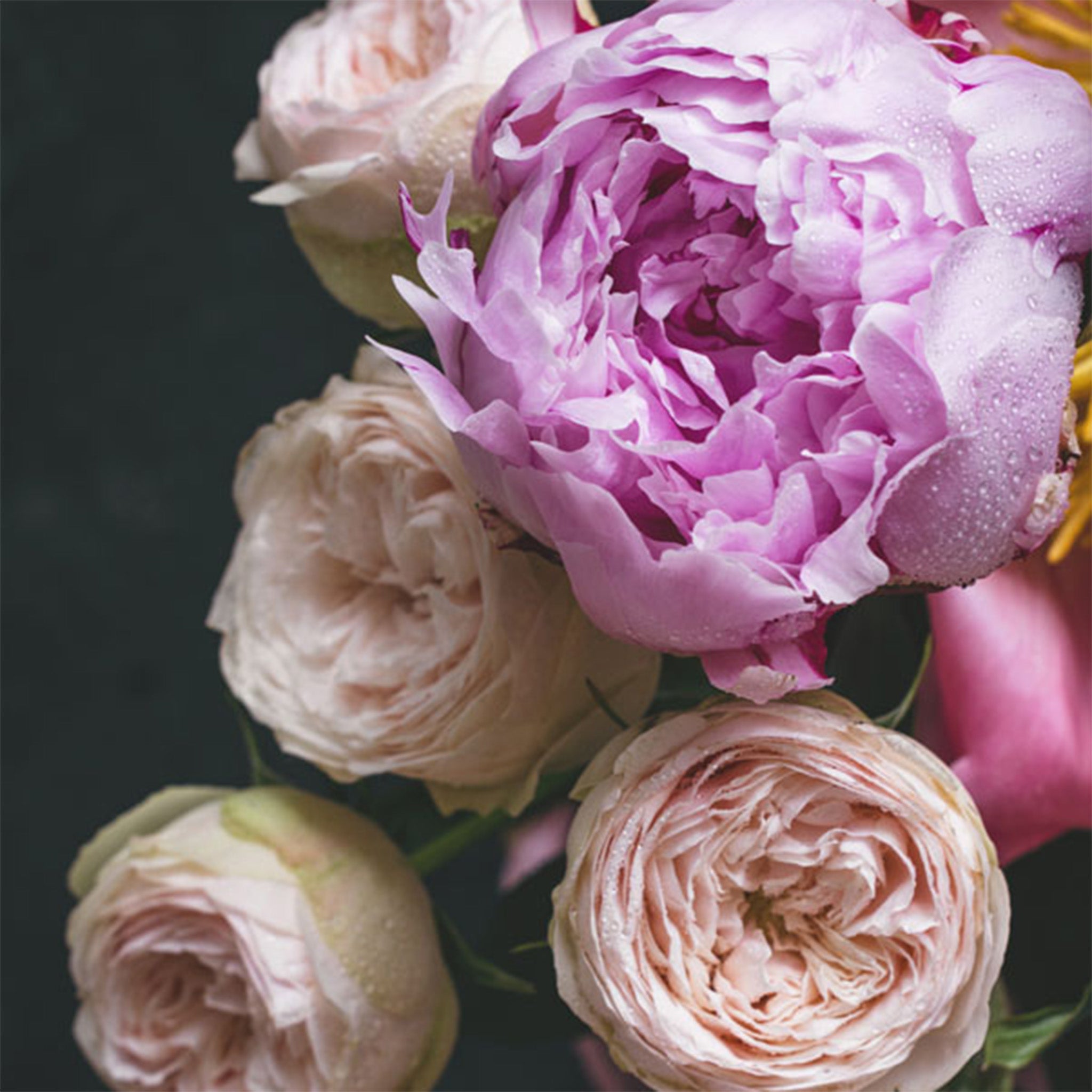 Close-up of a decoupage paper featuring large flowers in a stunning combination of lavender and soft pink on a dark background. 