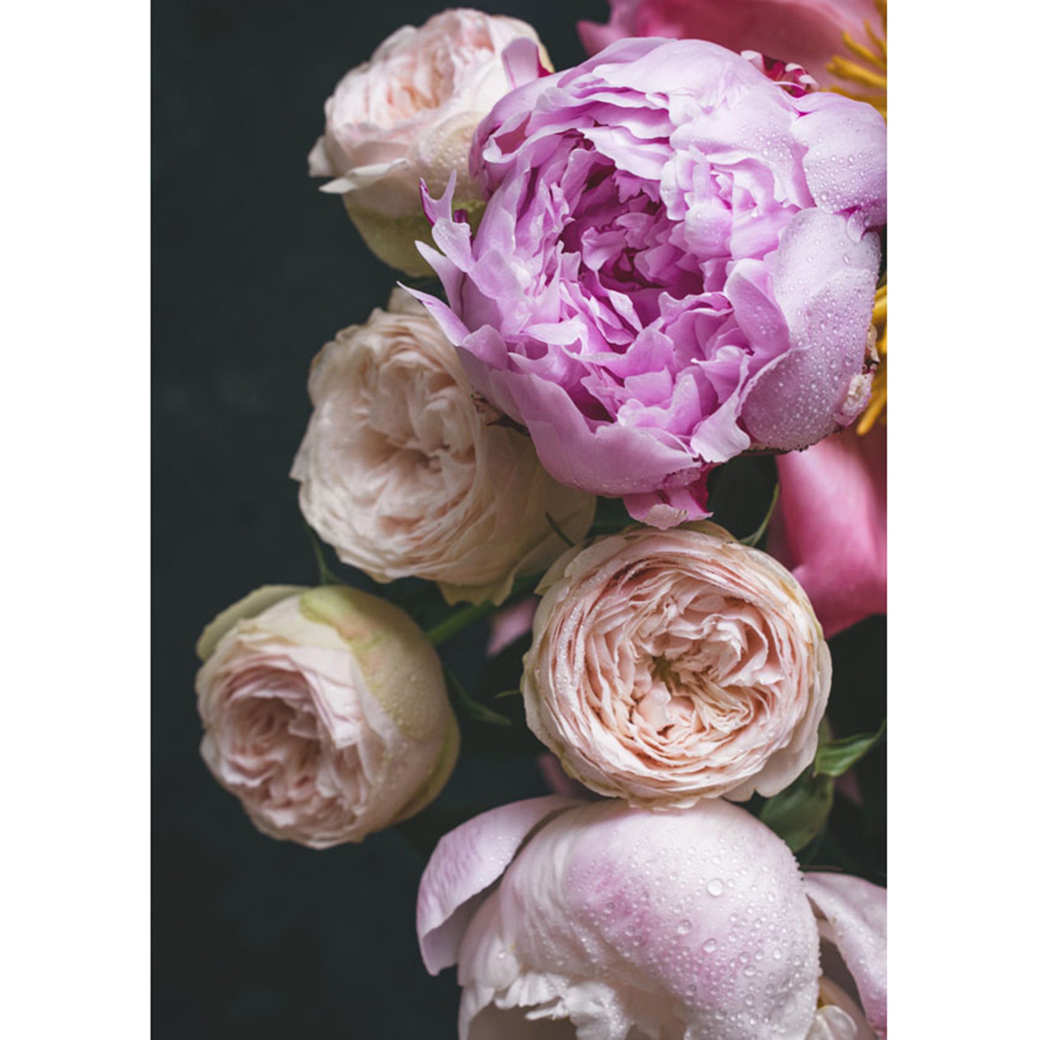 Decoupage paper featuring large flowers in a stunning combination of lavender and soft pink on a dark background. White border are on the sides.