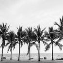 Close-up of a decoupage paper features a black and white design and a charming row of palm trees.