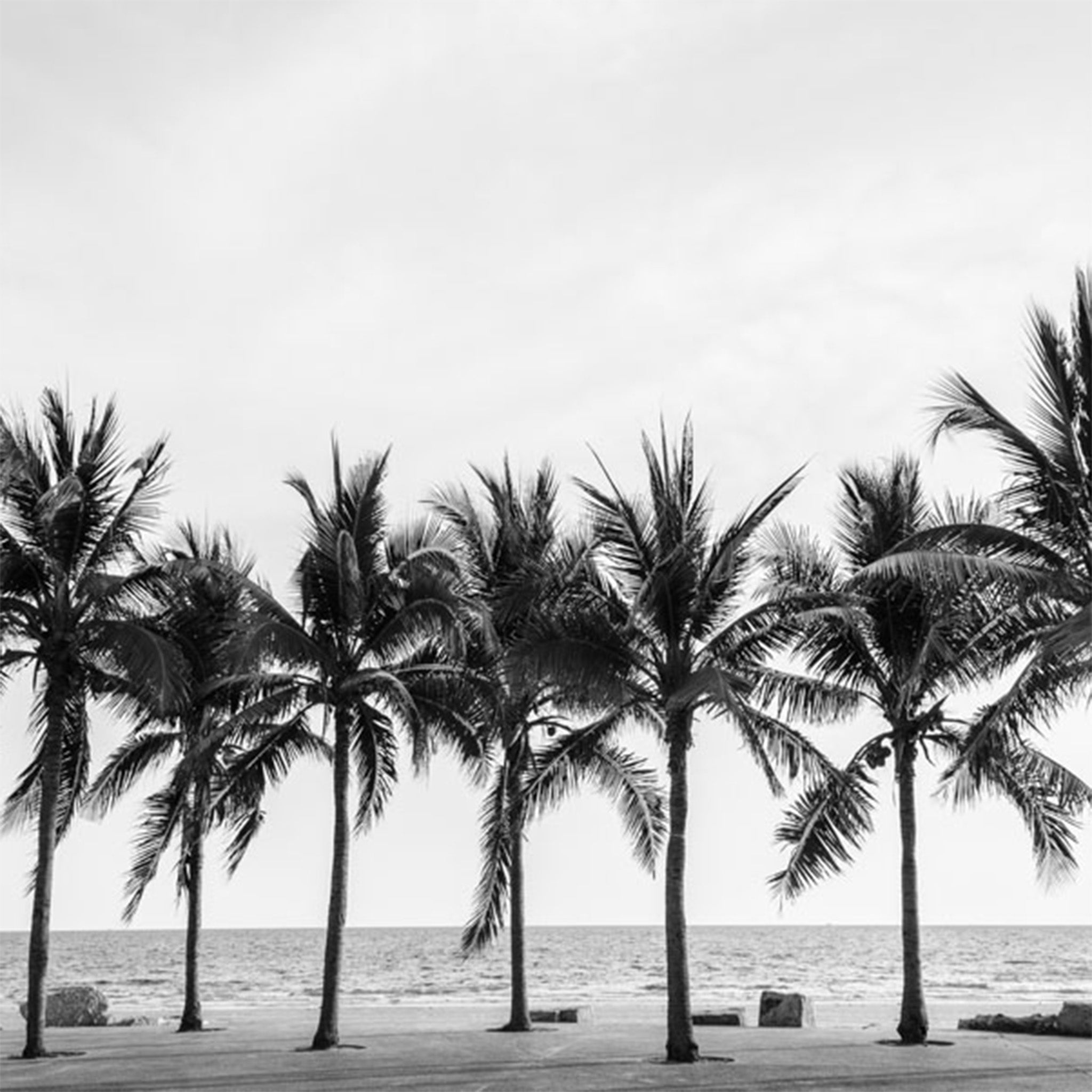 Close-up of a decoupage paper features a black and white design and a charming row of palm trees.