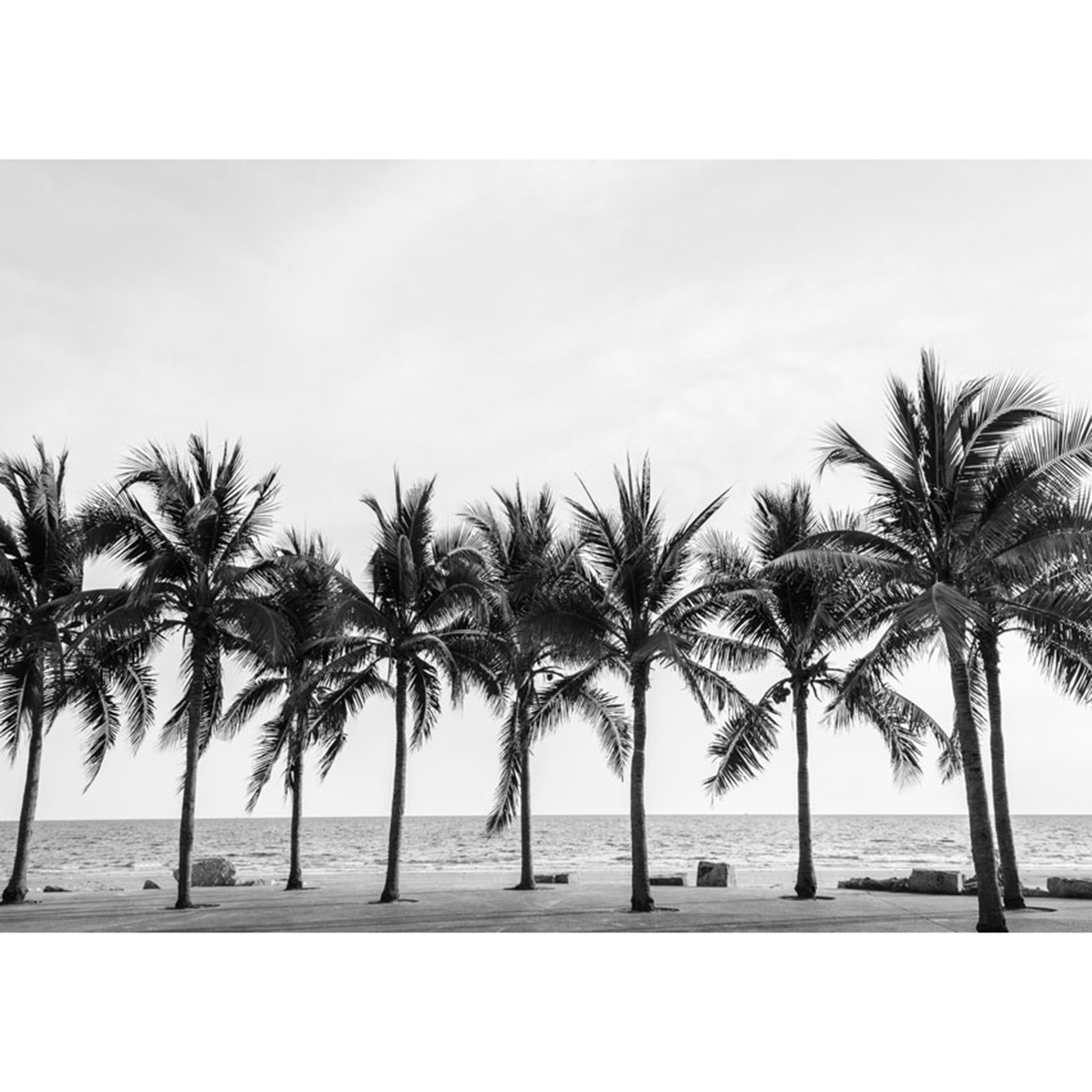 Decoupage paper features a black and white design and a charming row of palm trees. White borders are on the sides.