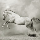 Close-up of a decoupage paper featuring a black and white design of a majestic horse rearing up against a dusty ground.