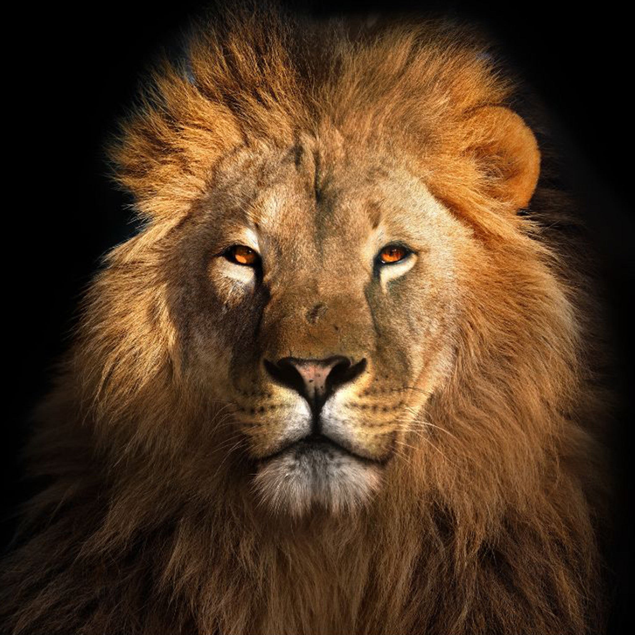 Close-up of a tissue paper design that features a majestic lion with a beautiful mane against a stark black background.