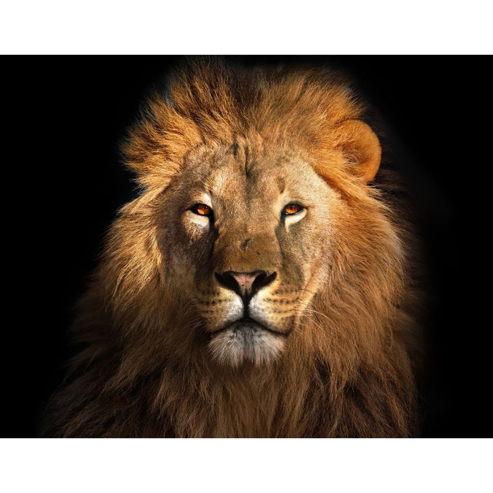 Tissue paper design that features a majestic lion with a beautiful mane against a stark black background. White borders are on the top and bottom.