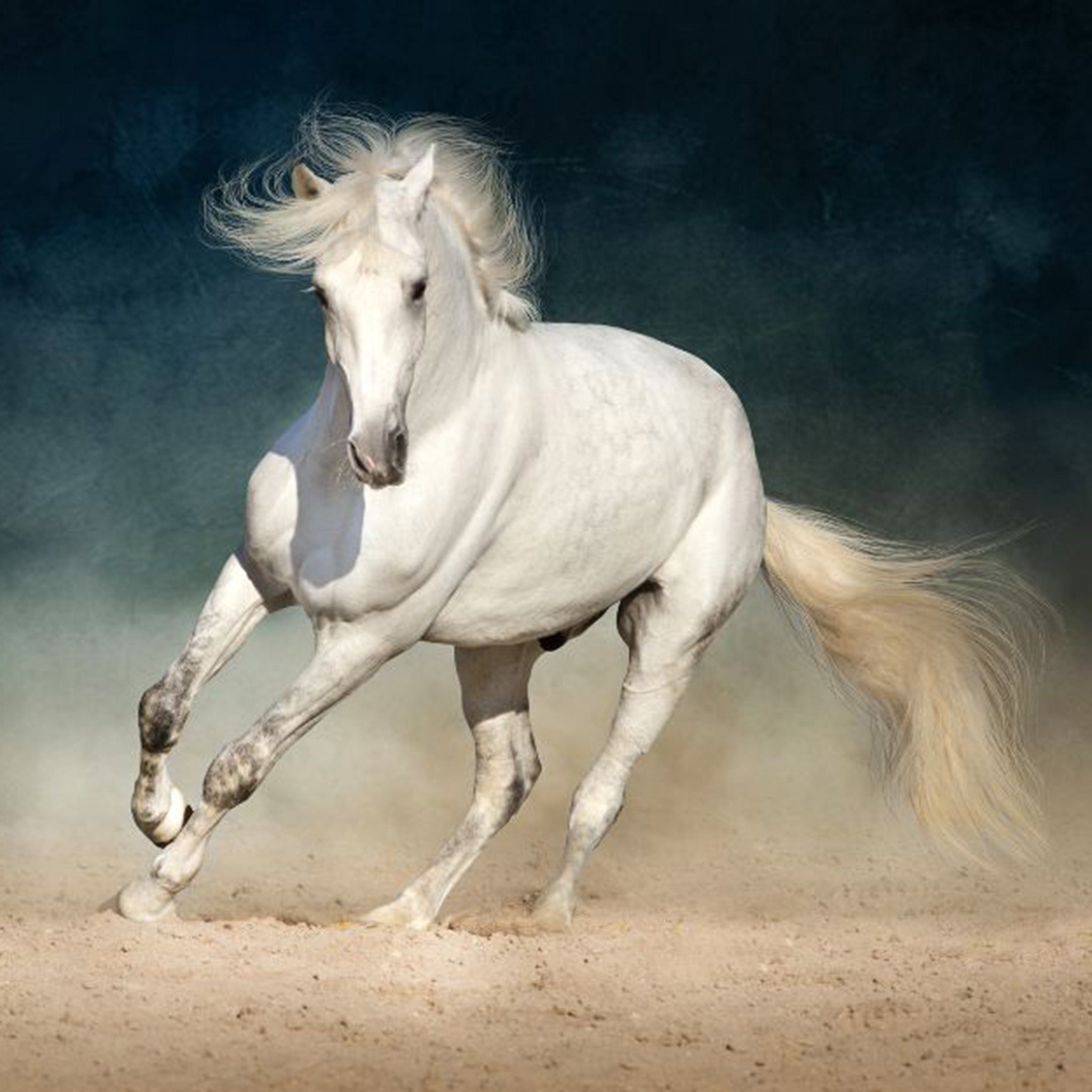 Close-up of a tissue paper design that showcases a stunning White Arabian horse running gracefully across a dusty backdrop.