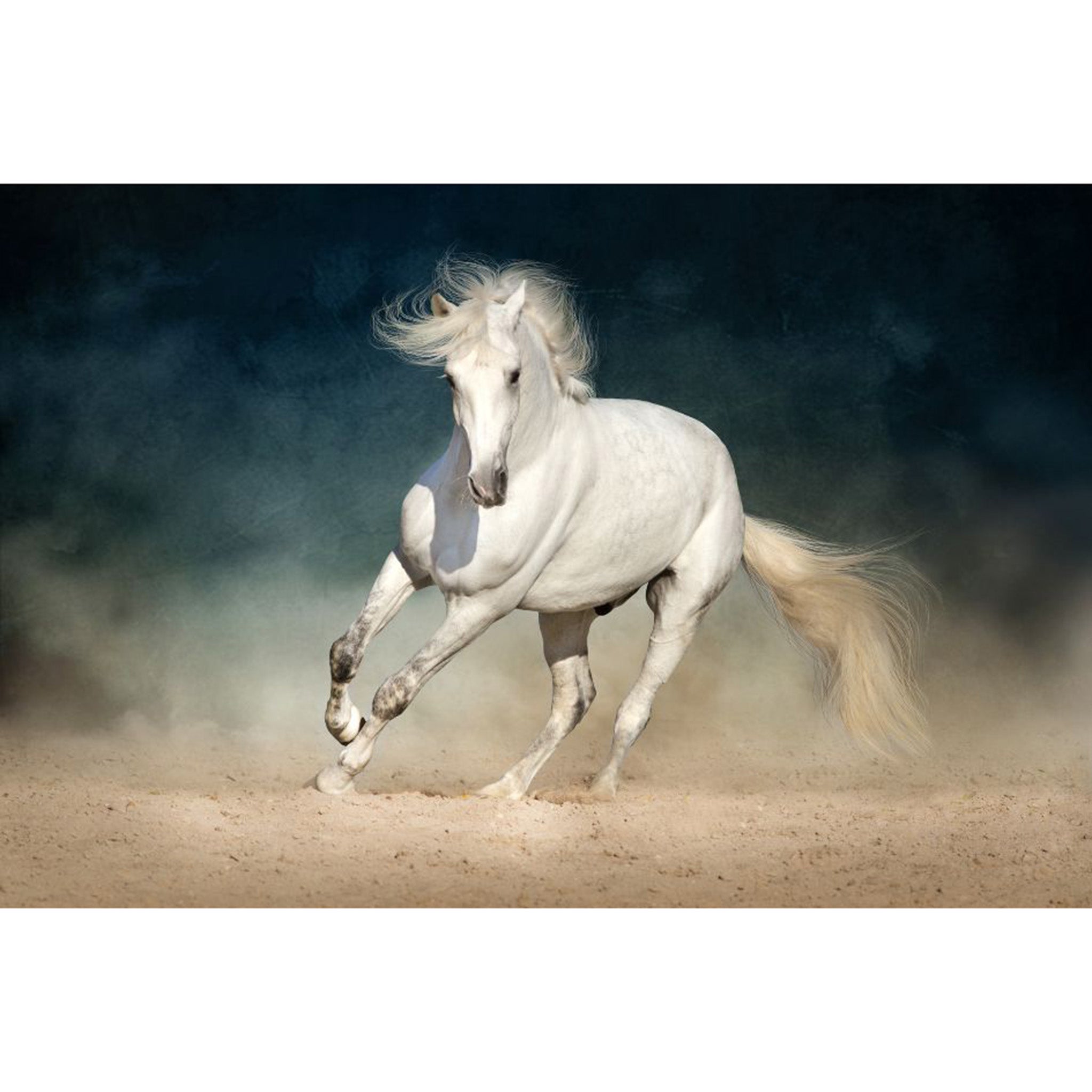 Tissue paper design that showcases a stunning White Arabian horse running gracefully across a dusty backdrop. White borders are on the top and bottom.