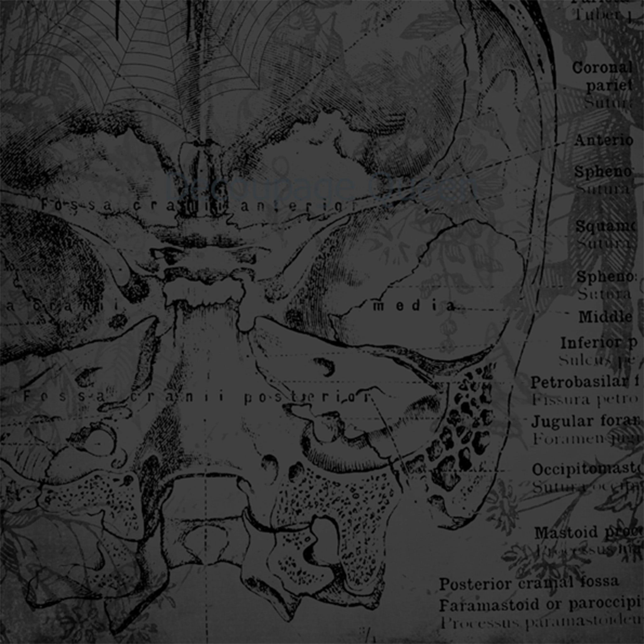 Close-up of a rice paper design featuring a moody background of a vintage textbook showing the inside of a skull. A spider and web are overlayed on the skull.