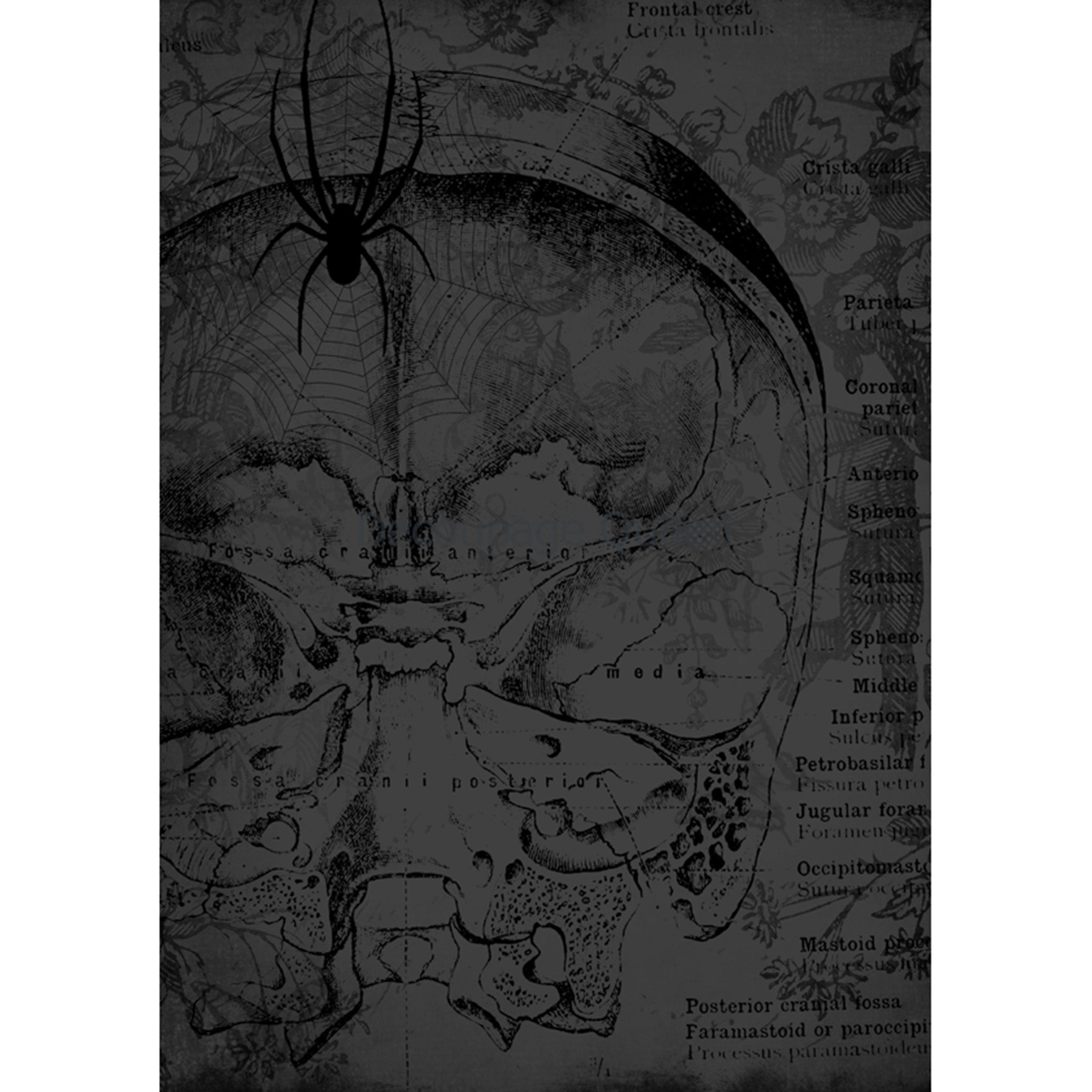 Rice paper design featuring a moody background of a vintage textbook showing the inside of a skull. A spider and web are overlayed on the skull. White borders are on the sides.