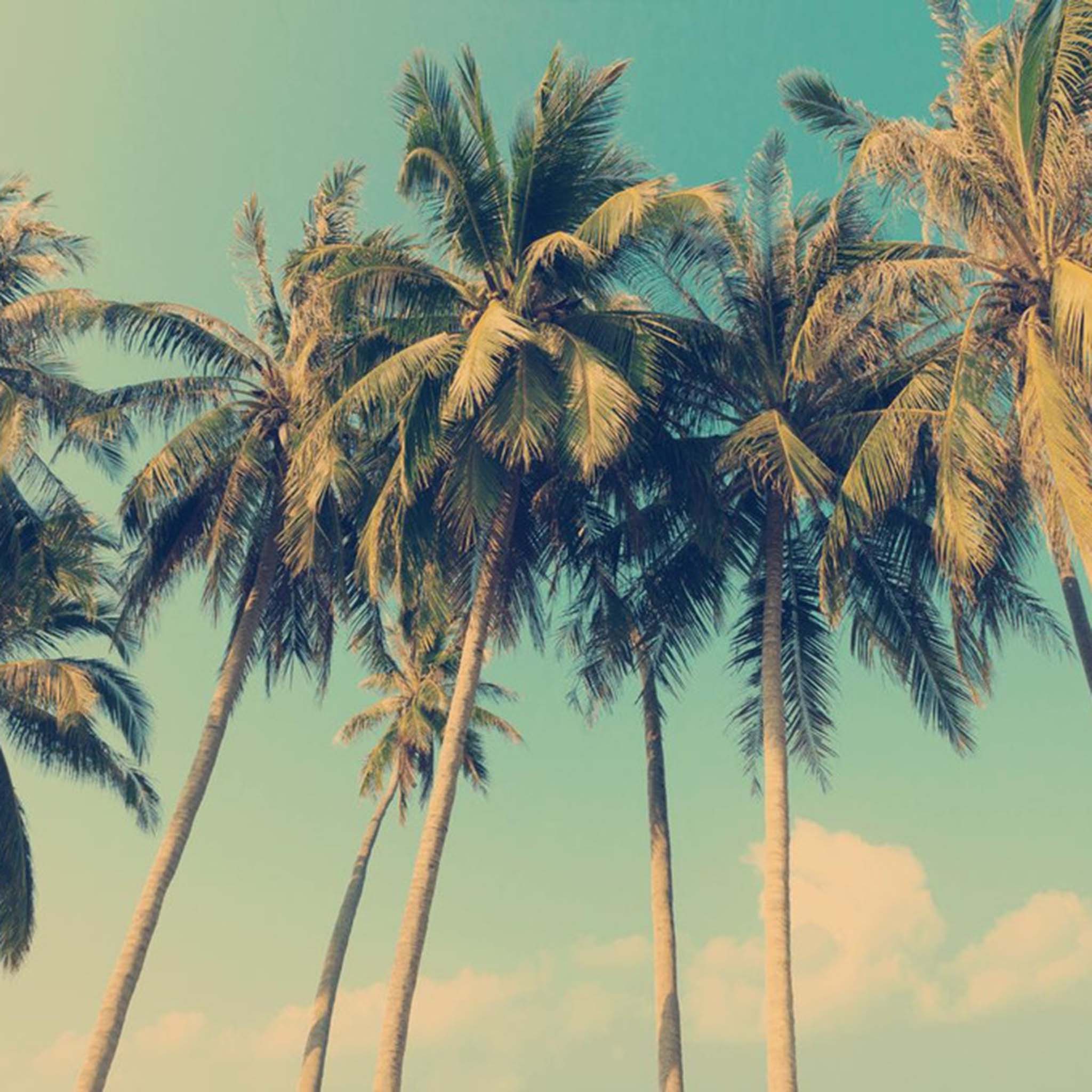 Close-up of an A4 rice paper that features a stunning photo of palm trees against a blue sky.