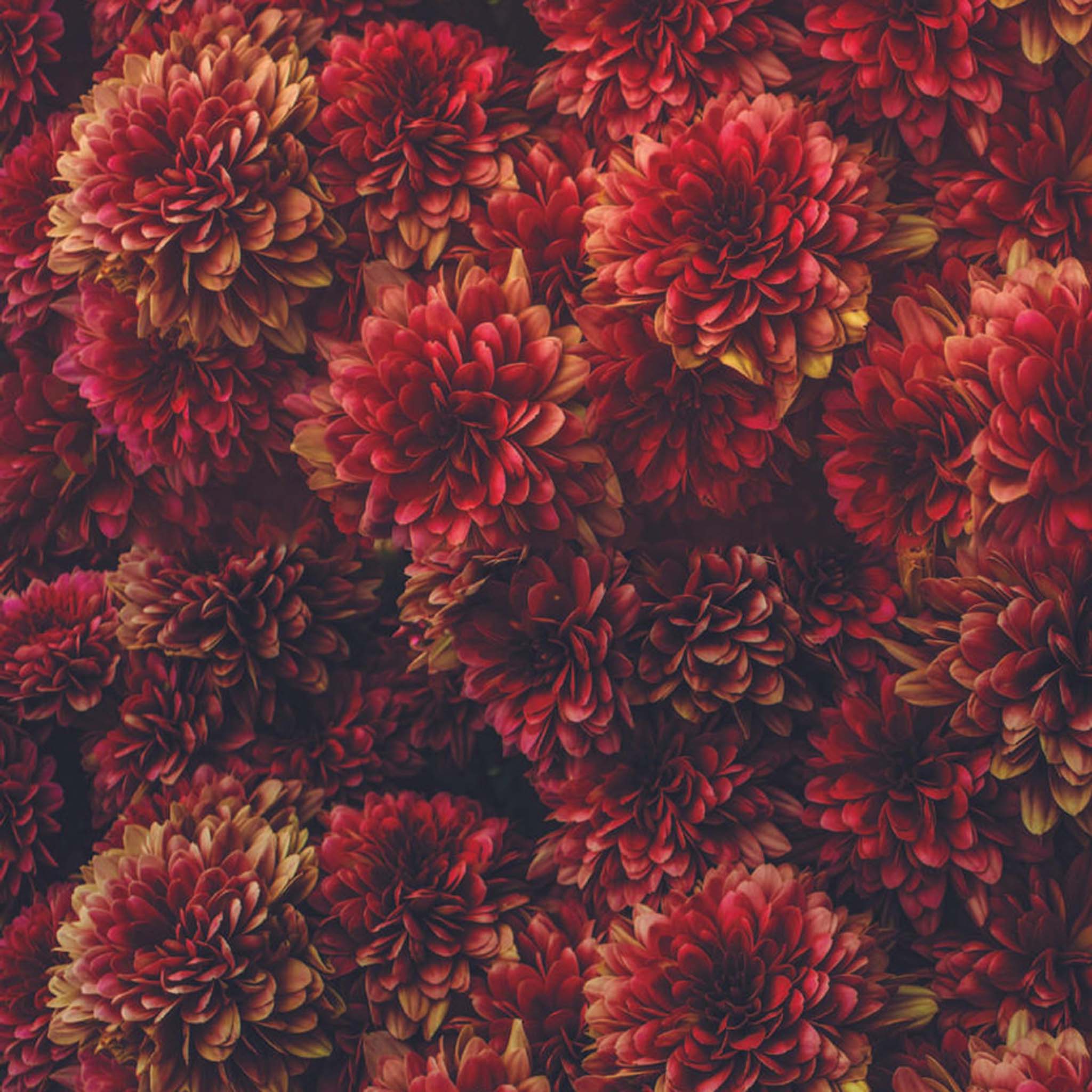 Close- up of an A1 rice paper that features burgundy mums covering the entire paper. 