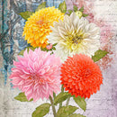 Close-up of a rice paper featuring pink, red, yellow, and white dahlias against a vintage document.