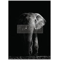 A1 fiber paper design featuring a monochrome portrait of an African elephant with its left side in the shadows. White borders are on both sides.