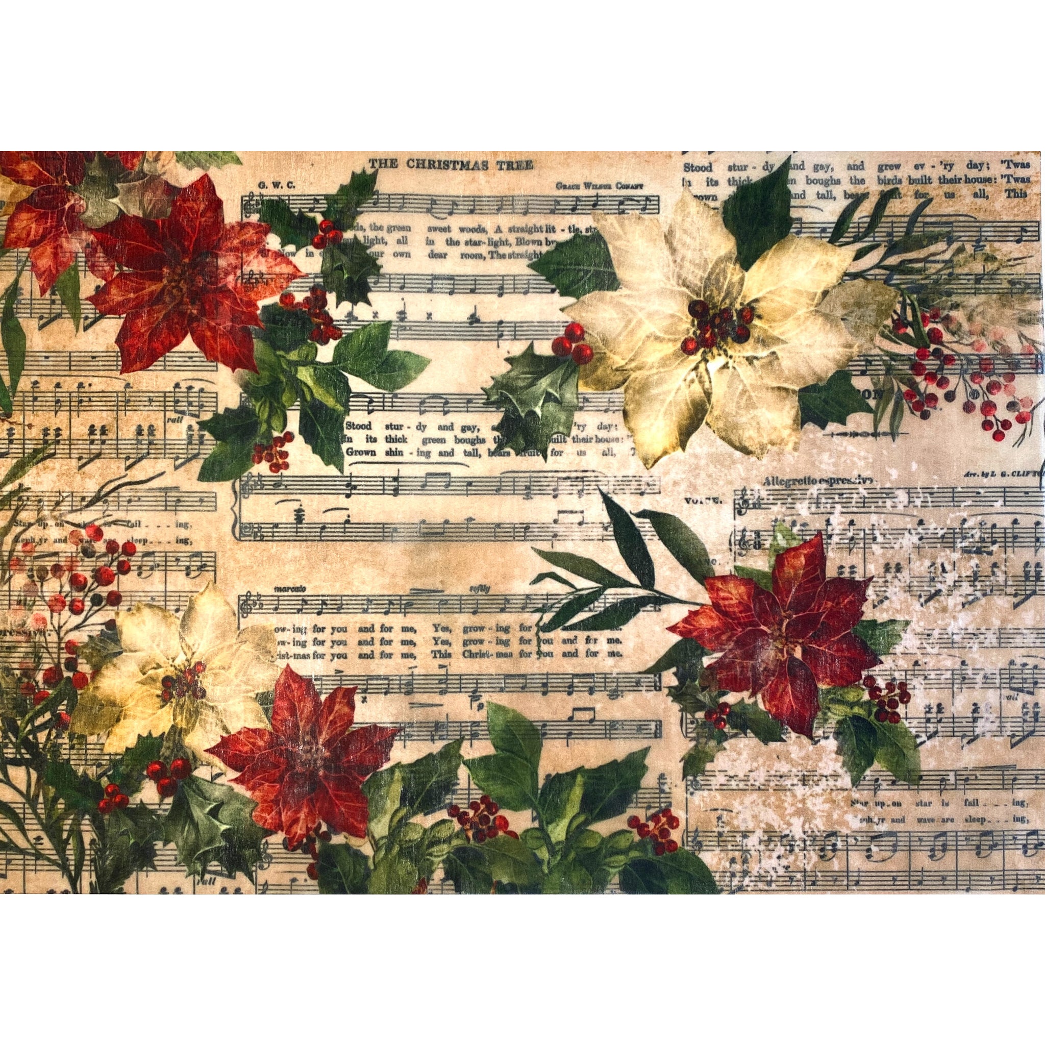 One sheet of an A3 fiber paper featuring red and white poinsettias against vintage parchment of sheet music is against a white background.