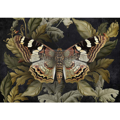 A1 fiber paper featuring a butterfly in intricate detail, surrounded by lush foliage on a dramatic dark backdrop. White borders are on the top and bottom.