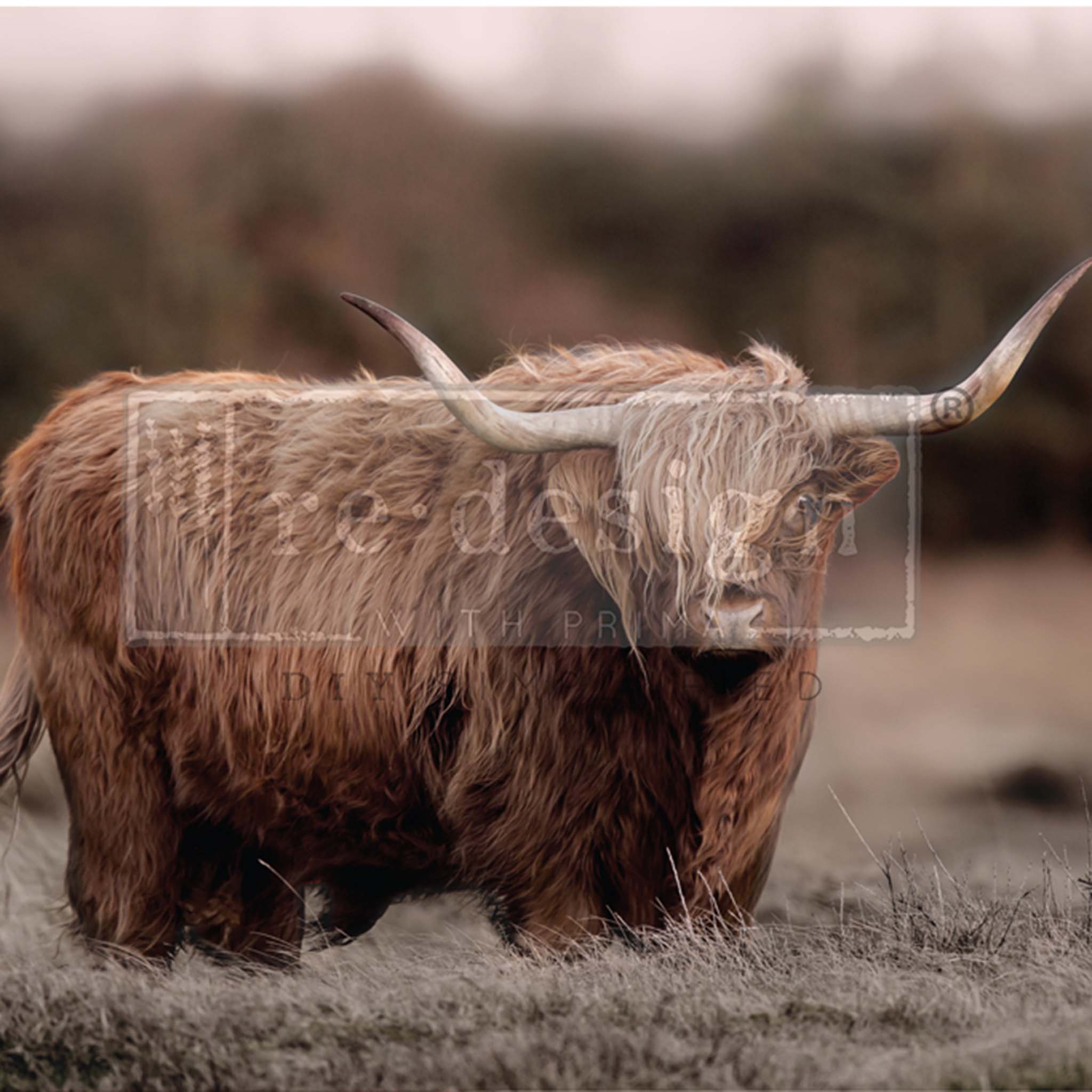 Close-up of an A1 fiber paper featuring a charming brown highland cow in a field with a tree line backdrop.