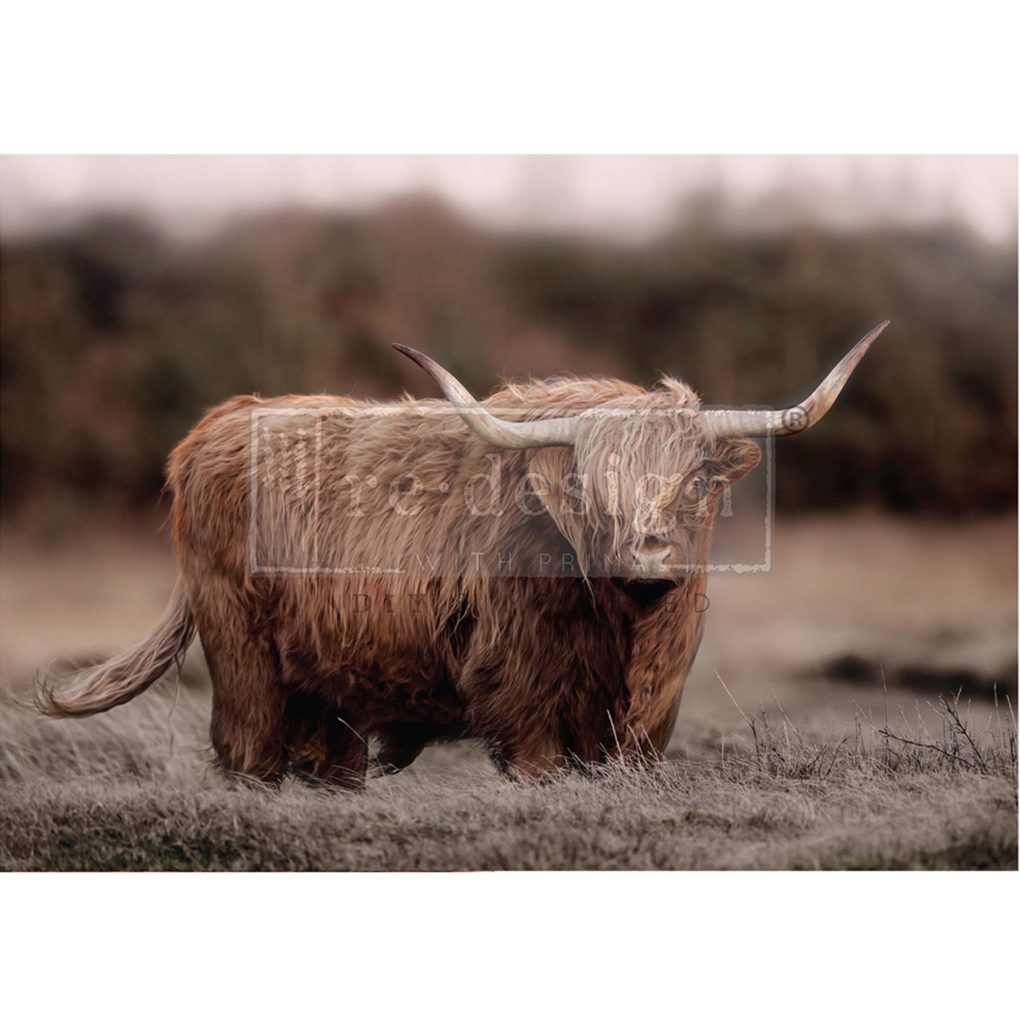 A1 fiber paper featuring a charming brown highland cow in a field with a tree line backdrop. White borders are on the top and bottom.