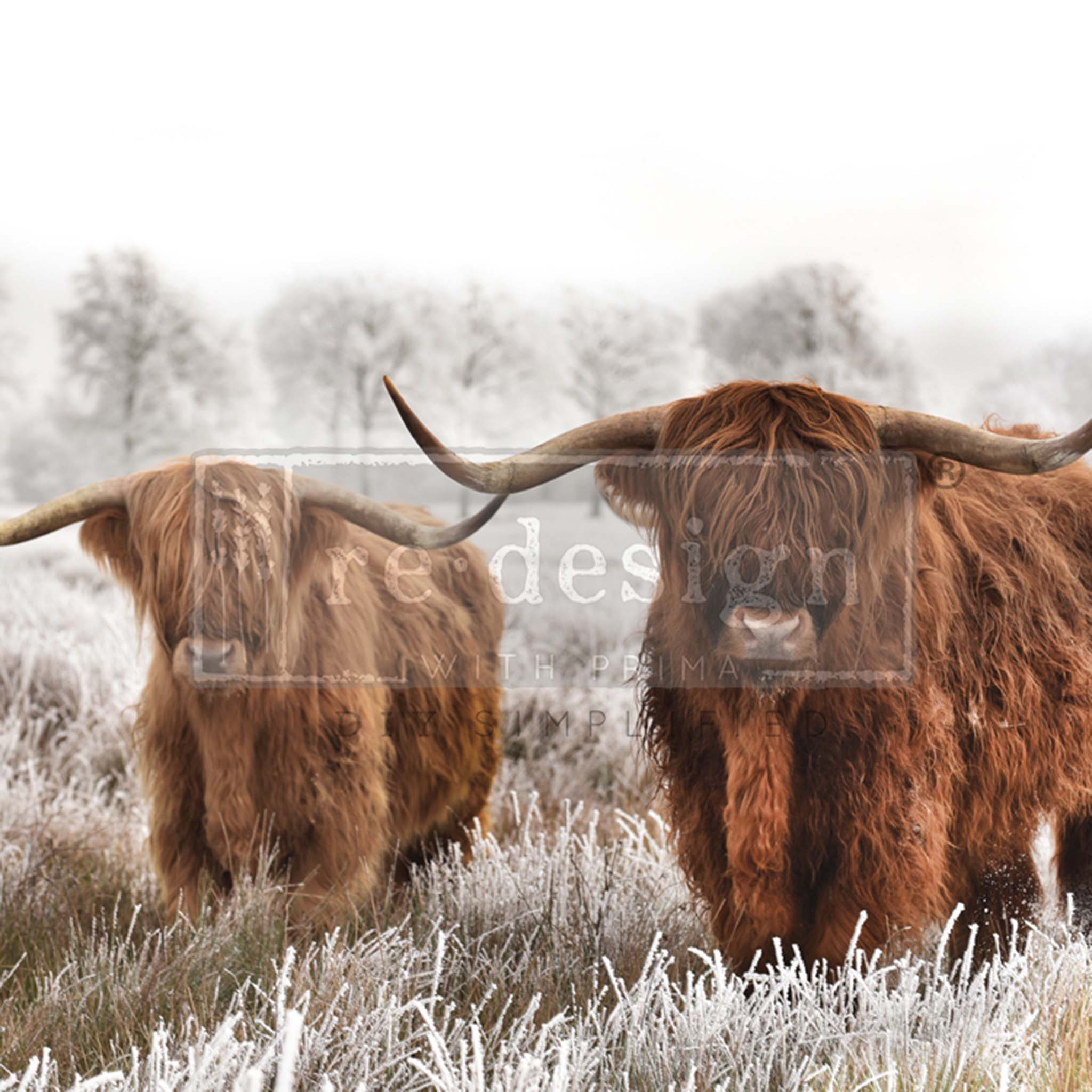 Close-up of an A1 fiber paper featuring a pair of highland cows in a frosty winter field.