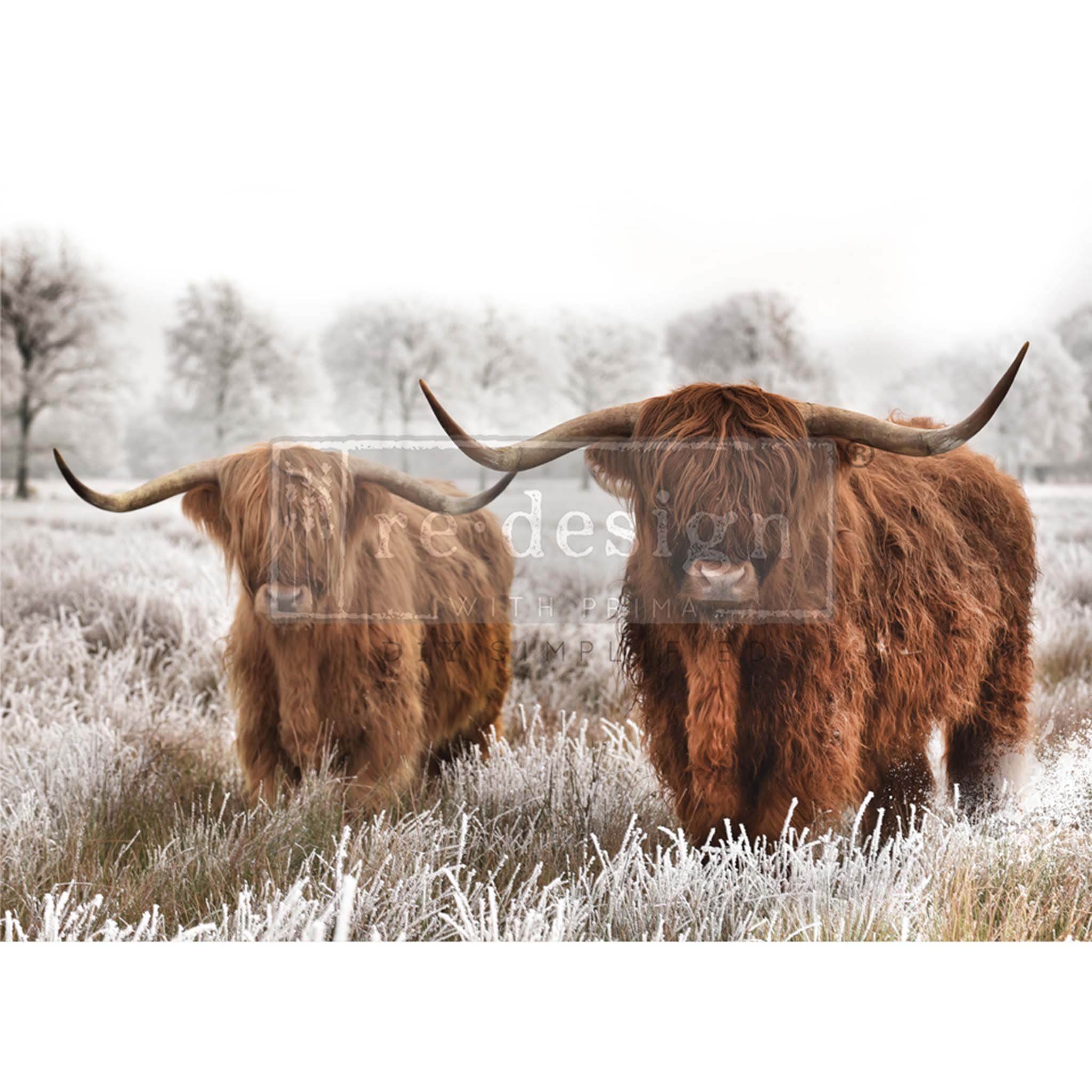 A1 fiber paper featuring a pair of highland cows in a frosty winter field. White borders are on the top and bottom.