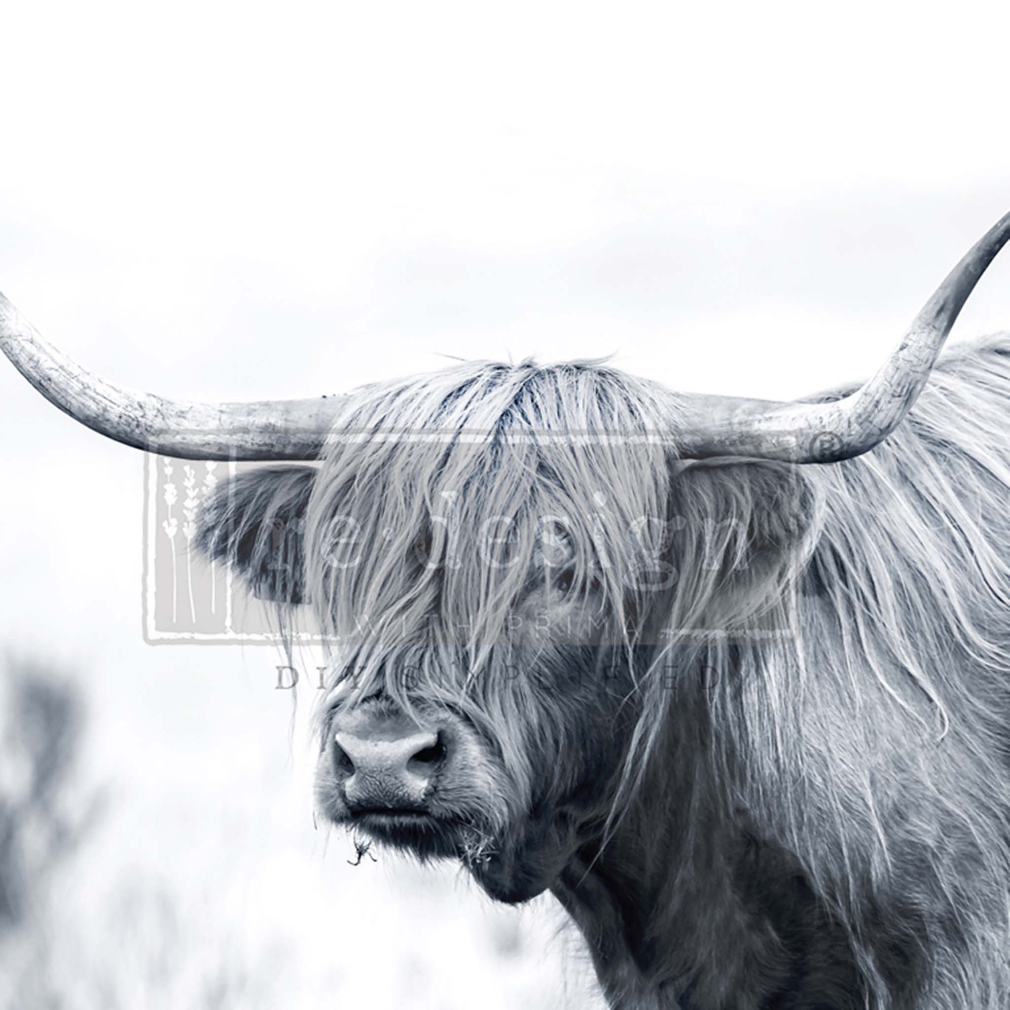 Close-up of an A1 fiber paper design featuring a black and white portrait print of a highland cow.