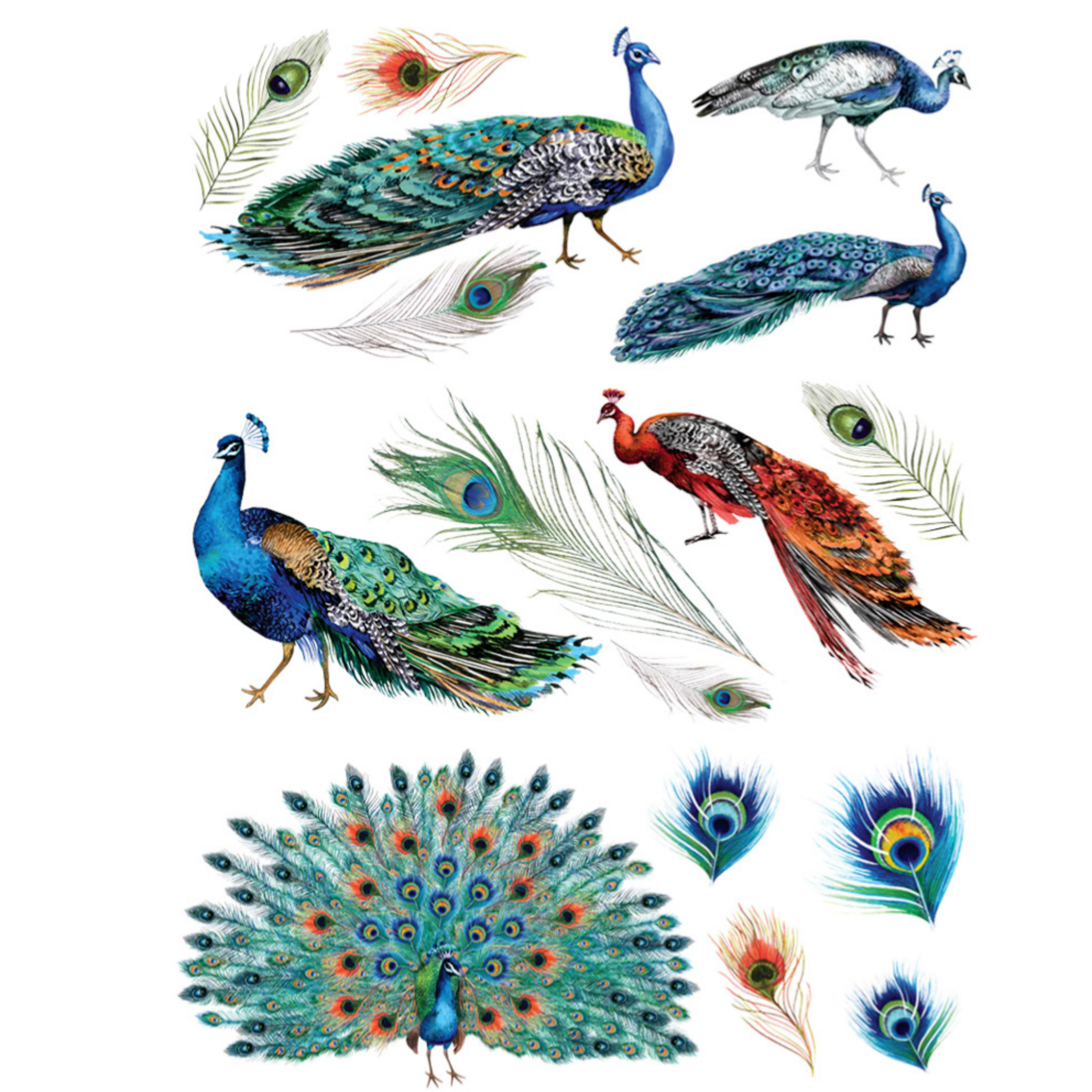 A rub on transfer featuring 6 bright colored peacocks and their loose feathers is against a white background.