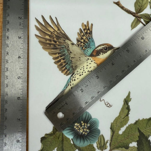 Illustration of a bird with a ruler next to it on a floral background