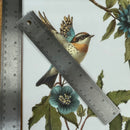 Ruler next to a bird illustration on a floral background