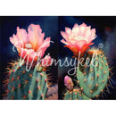 Tissue paper featuring two designs of stunning cacti crowned with soft pink flowers against a dramatic blue backgrounds.