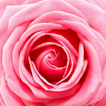 Pink large rose rice paper design.