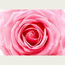 Pink large rose rice paper design. White borders on the top and bottom.