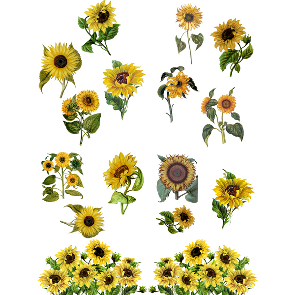 A rub-on transfer that features a variety of different yellow sunflowers placed on a solid white background.