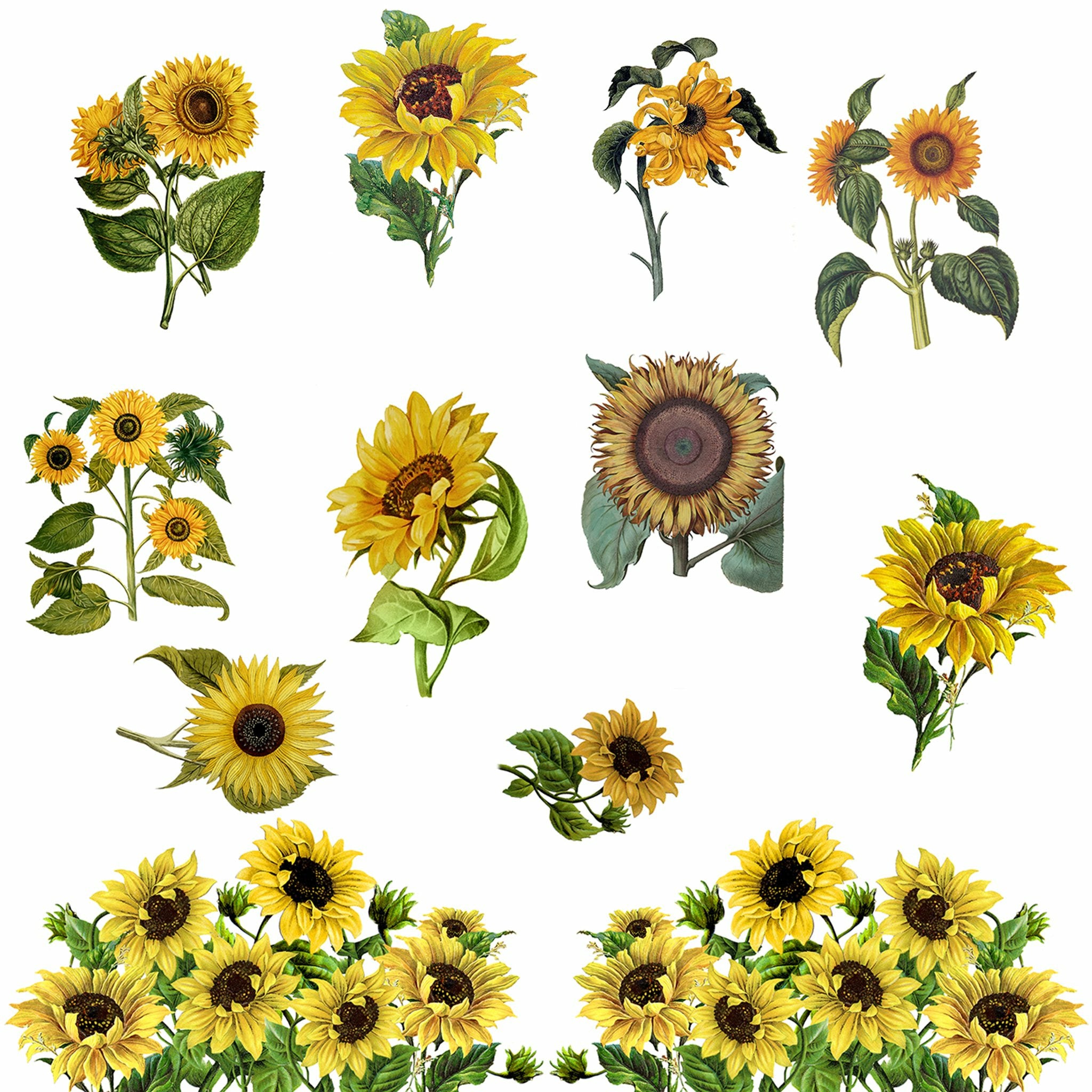 Close-up of a rub-on transfer that features a variety of different yellow sunflowers placed on a solid white background.