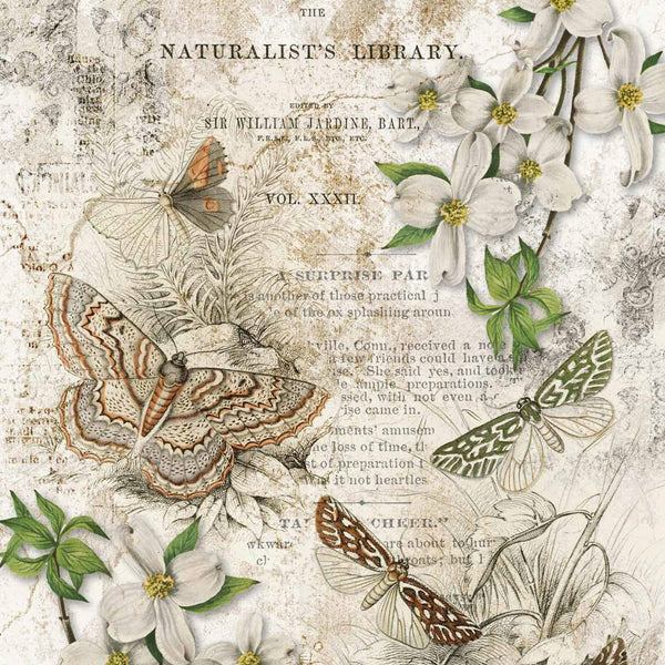 Close up of a vintage butterfly Naturalist Library decoupage rice paper design.