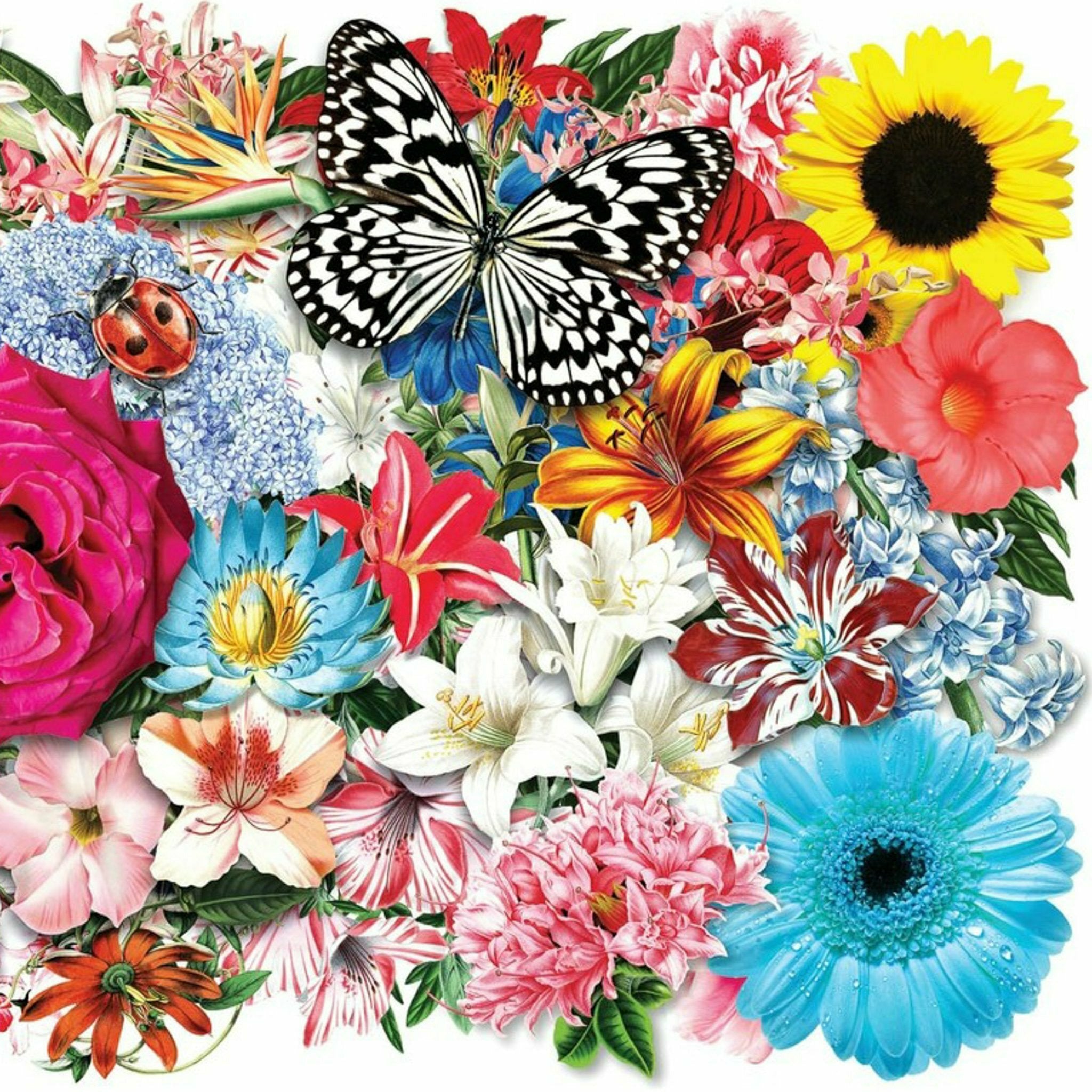 A close-up of a large rectangular bunch of colorful flowers with a big black & white butterfly on the flowers is on a white background.